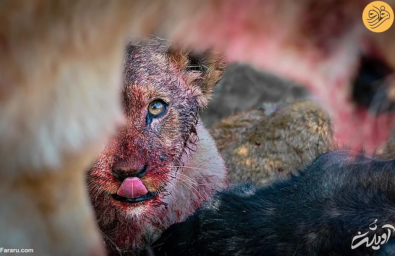 (تصاویر) (تصاویر)